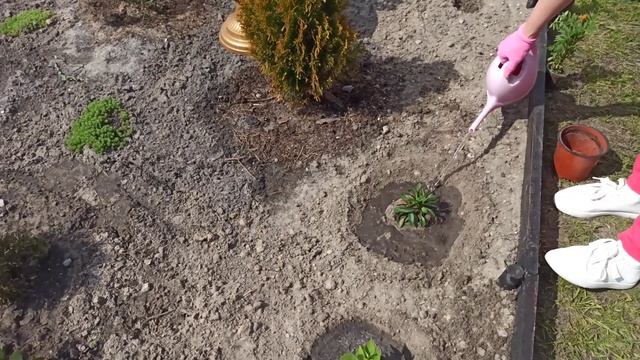 Самые красивые и неприхотливые бордюрные цветы вдоль дорожек смотреть онлайн