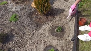 Самые красивые и неприхотливые бордюрные цветы вдоль дорожек