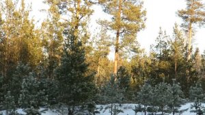 Красавица зима, зимний лес, природа зимой Amazing winter forest