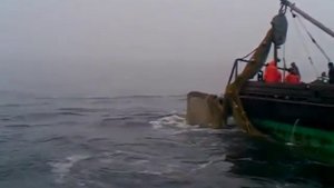 Огромный кит попался в трал!!!