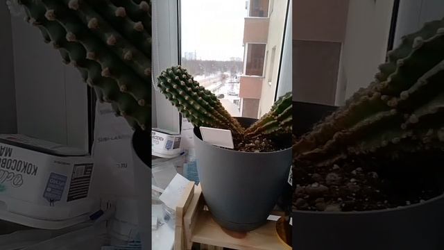 ЭХИНОПСИС - самый неприхотливый кактус! ОБЗОР МОИХ ЭХИНОПСИСОВ, УХОД
