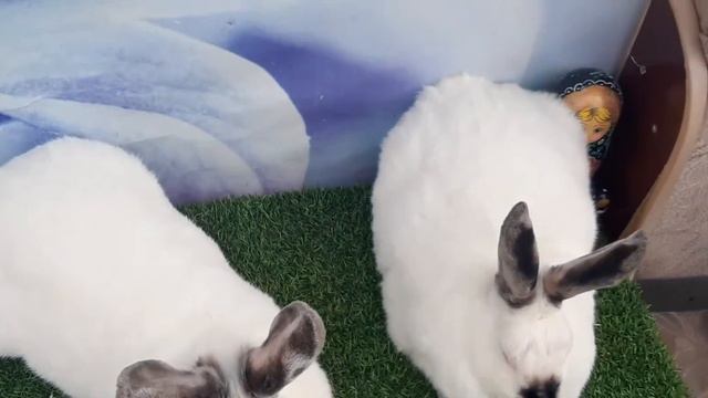 Калифорнийская порода кроликов. смотреть онлайн