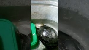 как черепаха ест рыбу это жесть!!!