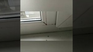 Плачут пластиковые окна. 100% решение проблемы.