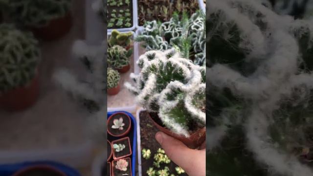 Цилиндропунция вестита (одетая) кристатная форма (Austrocylindropuntia vestita f. cristata) смотреть онлайн