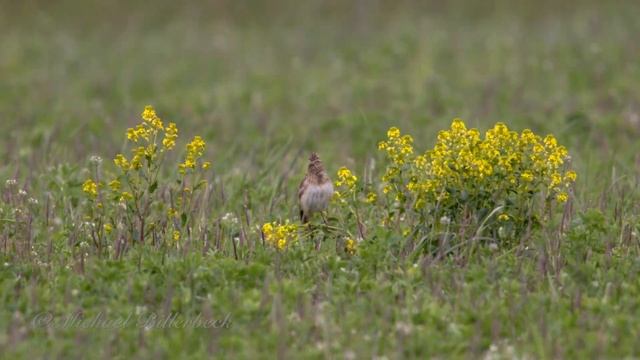 Eurasian Skylarks (Alauda arvensis) and a Red Kite (Milvus milvus)
