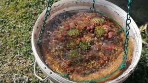 Как я поливаю кашпо из кокосового волокна с молодилами. Апрель 2023