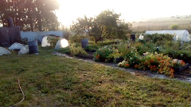 Дача, молочное утро, август 2018 смотреть онлайн