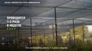 Как поливать хвойные? Как правильно поливать хвойные растения на участке?