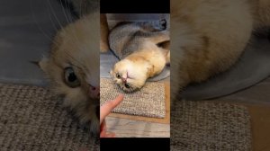 Пушистый влог🐈