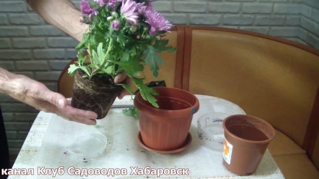 Комнатная Хризантема . Почему ее надо сразу пересадить !