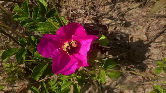 Sherwood Island un bombo sulla rosa canina May 16, 2021 смотреть онлайн