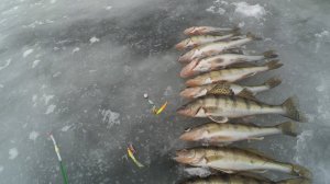 Ловим Берша на балансир с подсадкой тюльки