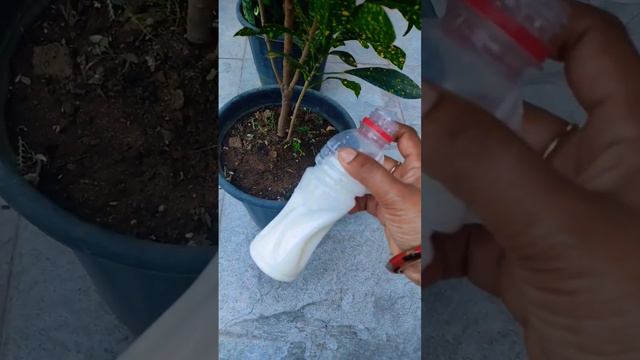 use of milk for plant