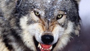 А Вы Знаете, Как Устроена Волчья Стая?