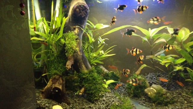 Легкий редизайн в барбусятнике, или рождение лесного ИСПОЛИНА смотреть онлайн