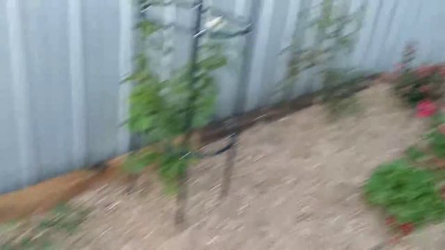 This is the final garden beds done! смотреть онлайн