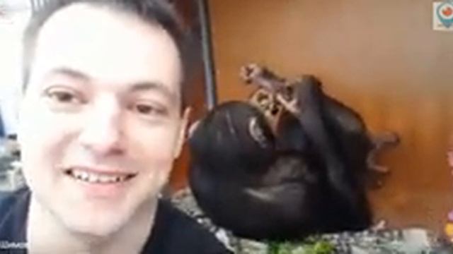 Дан Запашный завтрак шимпанзе. смотреть онлайн