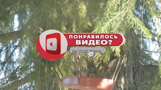 Кормление птиц хлопьями ? Неудачный опыт с кормами для синиц и воробьев