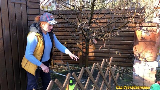 Спасаем ГРУШУ от РЖАВЧИНЫ. Начинаем осенью.Груша и Можжевельник в саду.#ржавчинанагруше#можжевельни