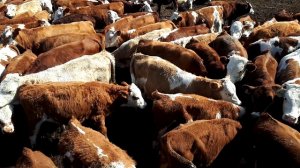 170 килограмовые бычки на продажу, сементальская порода КРС. Оптом.