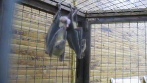 летучие мыши тоже делают это.AVI