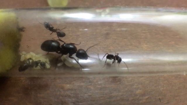 ПЛЕТЕНИЕ КОКОНА?личинка веников плетёт кокон смотреть онлайн