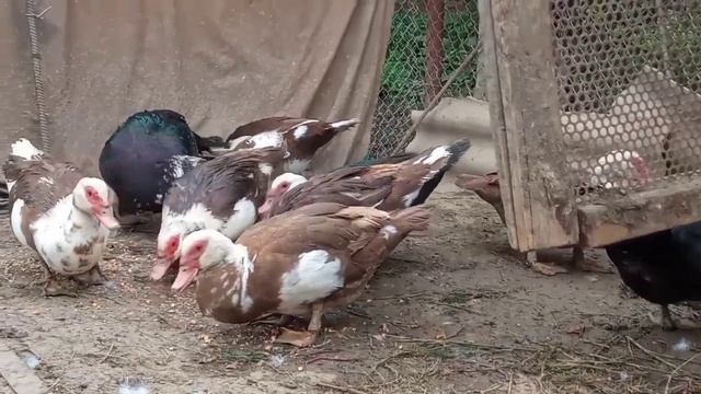 Сколько дней утка рвёт пух перед насиживанием яиц?/Сколько подложить яиц под утку?