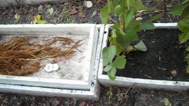 Маточный корень ежевики. Прайм Арк Фридом Часть 1 смотреть онлайн