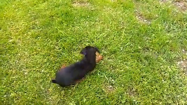 Цвергпинчер-Саймон смотреть онлайн