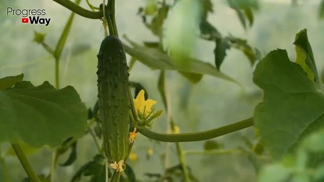 ОБЯЗАТЕЛЬНО ДАЙТЕ ОГУРЦАМ СОЛЬ И БУДЕТЕ СОБИРАТЬ УРОЖАЙ МЕШКАМИ ДО ОСЕНИ! УХОД ЗА ОГУРЦАМИ! смотреть онлайн