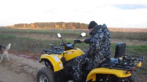 Старт упряжки хаски летом. Катаемся на собаках летом.