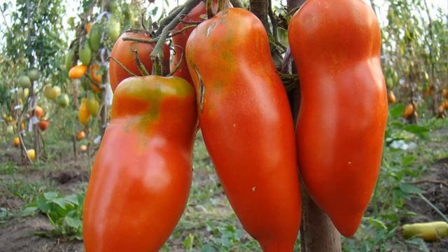 Томат «Алый мустанг», характеристика и описание сорта смотреть онлайн