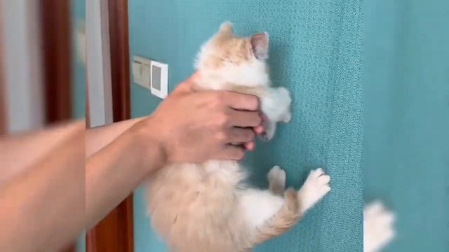 Проверь, умна ли твоя кошка#кошка - курьер#кровать для домашних животных#собачья кровать