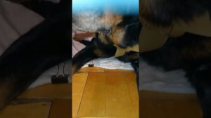 Инсульт у собаки.