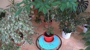 Комнатные Цветы - АМОРФОФАЛЛУС или Японский Зонтик.