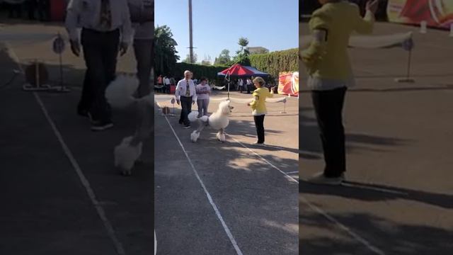 Макс Ташкент смотреть онлайн