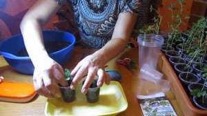 ВЕРБЕНА ВЕГЕТАТИВНАЯ ЧЕРЕНКОВАНИЕ И УКОРЕНЕНИЕ ,А ТАКЖЕ ОМОЛАЖИВАЮ МАТОЧНОЕ РАСТЕНИЕ.