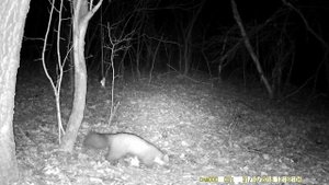 сойка, куница