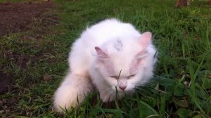 Белая пушистая кошка