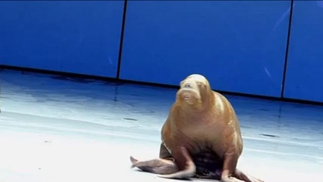ЖИВЫЕ ИСТОРИИ ПОДВОДНЫХ ГЛУБИН -2