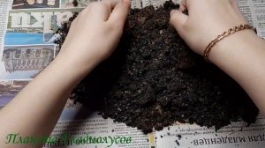 Результат выращивания калл из семян