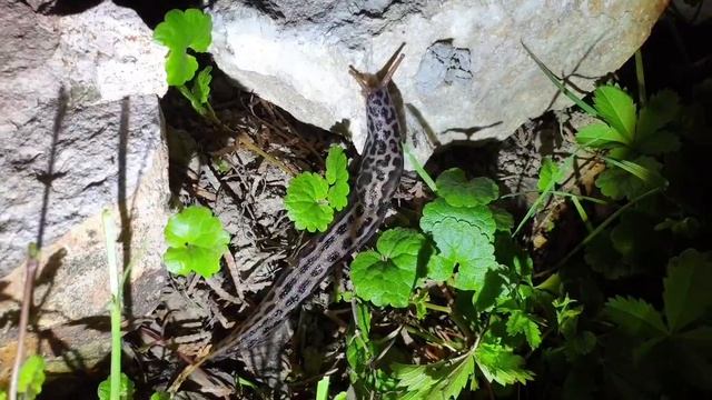 Борьба со слизнями!!! Как защитить посадки. Слизни. Простой метод борьбы со слизнями на огороде. смотреть онлайн