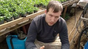 Клубника в горшках, малообьемка.