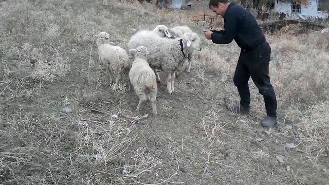 Два барана! смотреть онлайн