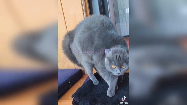 Слоножопное сиятельство