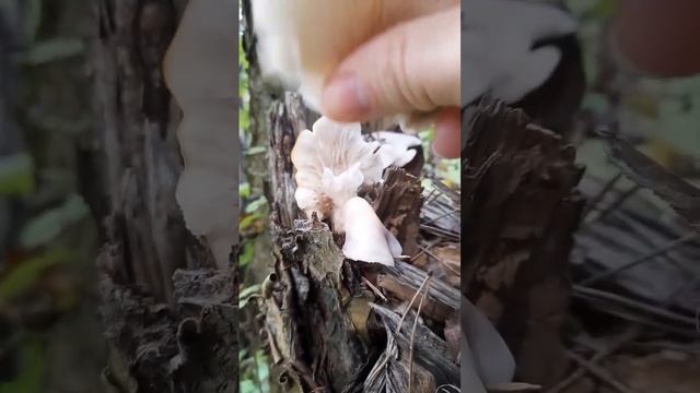 Вешенка белая (вешенка лёгочная).