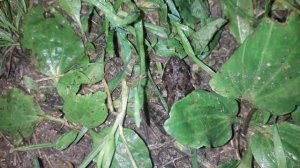 Чем питается лягушка/лягушка заморила червячка