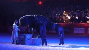 Frederic Pignon et ses etalons. Игры с лошадьми Фредерик Пиньон