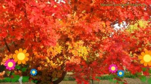 Клен красный Октоубэр Глори. Краткий обзор, описание характеристик acer rubrum October Glory